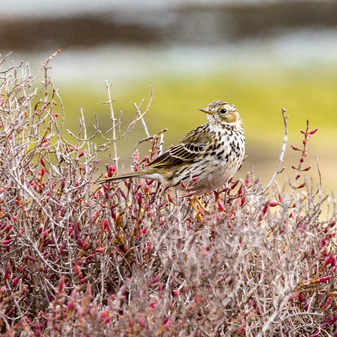 Pipit farlouse